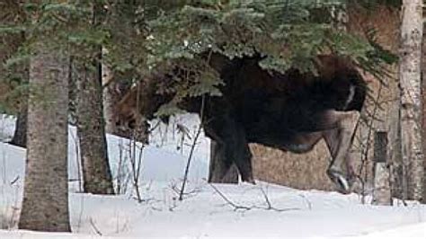 Bennington man crashes into moose, suffers minor injuries